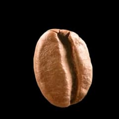 A coffee bean roasted to light