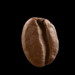 A coffee bean roasted to medium-dark
