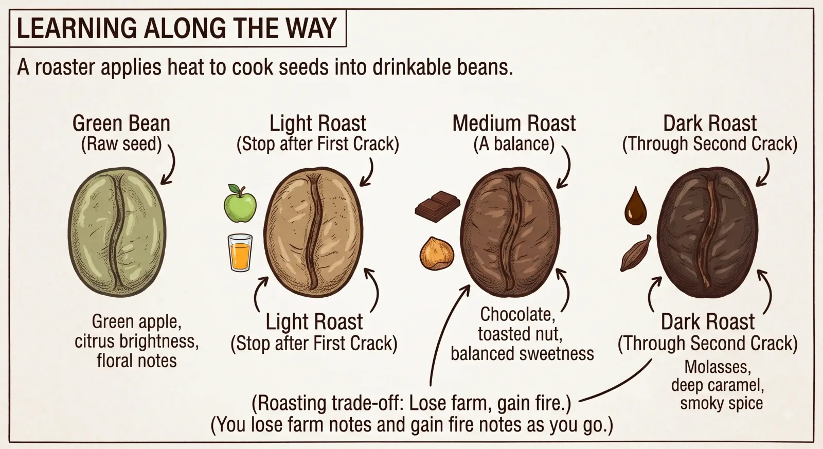 Four coffee beans in a row getting darker. A pale green raw seed. A light roast stopped after first crack, tasting of green apple, citrus and flowers. A medium roast, balanced, tasting of chocolate and toasted nut. A dark roast taken through second crack, tasting of molasses, deep caramel and smoky spice.